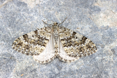 Entephria caesiata