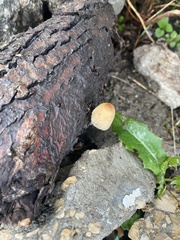 Coprinellus