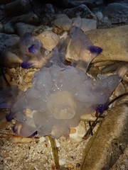 Rhizostomatoidea
