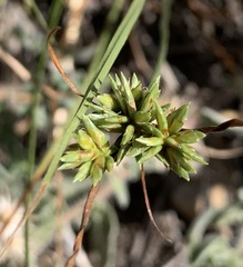 Cyperus lupulinus