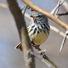 Anairetes flavirostris