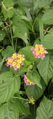 Lantana camara