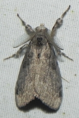 Dasychira vagans