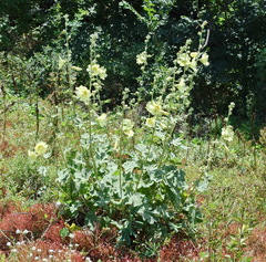 Alcea rugosa
