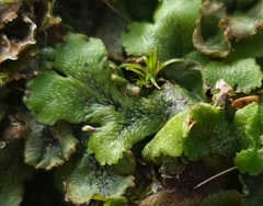 Marchantia polymorpha ruderalis
