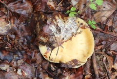 Russula ochroleuca
