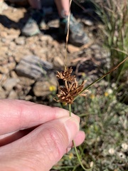 Cyperus lupulinus