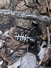 Plectrodera scalator