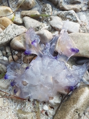 Rhizostomatoidea