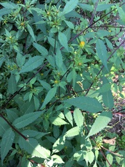 Bidens discoidea