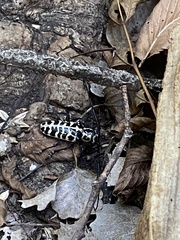 Plectrodera scalator