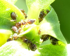 Crematogaster auberti