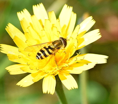 Syrphus vitripennis