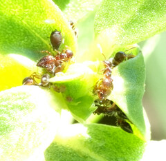 Crematogaster auberti