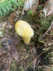 Retiboletus