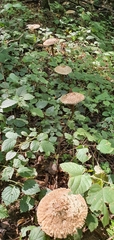 Chlorophyllum rhacodes