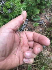 Festuca filiformis