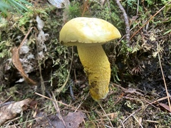 Retiboletus