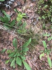 Festuca filiformis