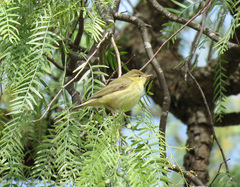 Phylloscopus trochilus