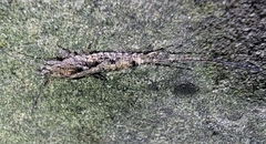 Archaeognatha