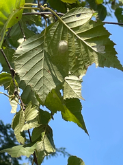 Betula cordifolia