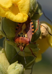 Carpocoris