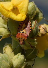 Carpocoris
