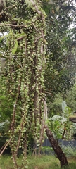 Polypodiaceae