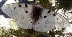 Parnassius apollo