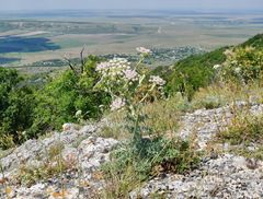 Seseli gummiferum