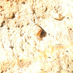 Cochlicella