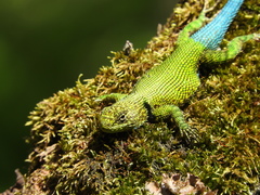 Sceloporus taeniocnemis