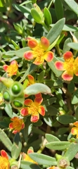 Portulaca umbraticola