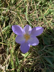 Crocus