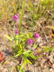 Polygala sanguinea