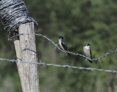 Tachycineta albilinea