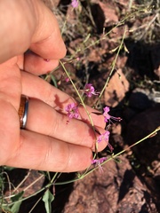 Cyphomeris gypsophiloides