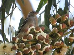 Fringilla coelebs africana