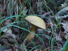 Suillellus luridus