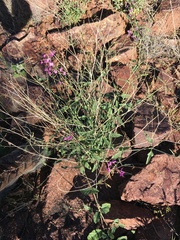 Cyphomeris gypsophiloides
