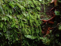 Cephalozia bicuspidata