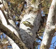 Phylloscopus trochilus