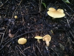 Tricholomopsis aurea