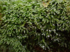 Riccardia chamedryfolia