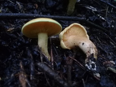 Tricholomopsis aurea