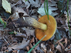 Suillellus luridus