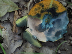 Suillellus luridus
