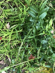 Physostegia virginiana