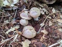 Lactarius cinereus